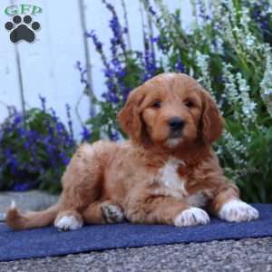 Hoops, Goldendoodle Puppy