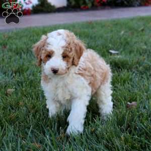 Hoops, Miniature Poodle Puppy