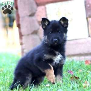 Hoops, German Shepherd Puppy