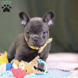 Hope, French Bulldog Puppy