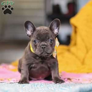Hope, French Bulldog Puppy