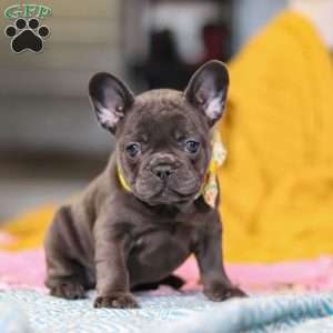 Hope, French Bulldog Puppy