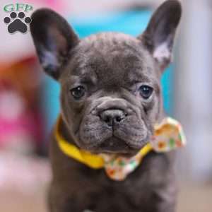 Hope, French Bulldog Puppy