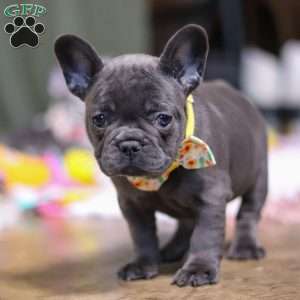 Hope, French Bulldog Puppy