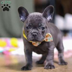 Hope, French Bulldog Puppy