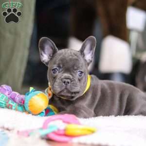 Hope, French Bulldog Puppy