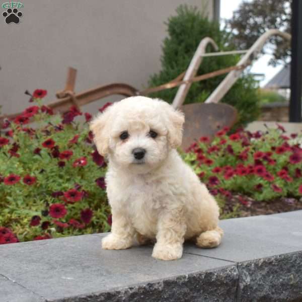 Hope, Bichon Frise Puppy