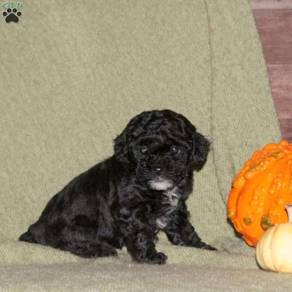Hope, Miniature Poodle Puppy