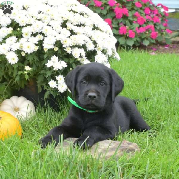 Hope, Black Labrador Retriever Puppy