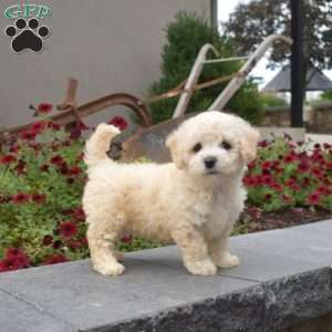 Hope, Bichon Frise Puppy