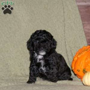 Hope, Miniature Poodle Puppy