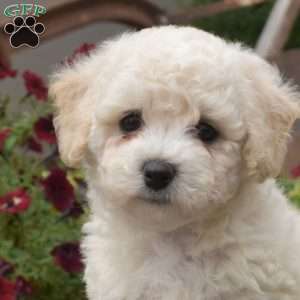 Hope, Bichon Frise Puppy