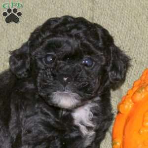 Hope, Miniature Poodle Puppy