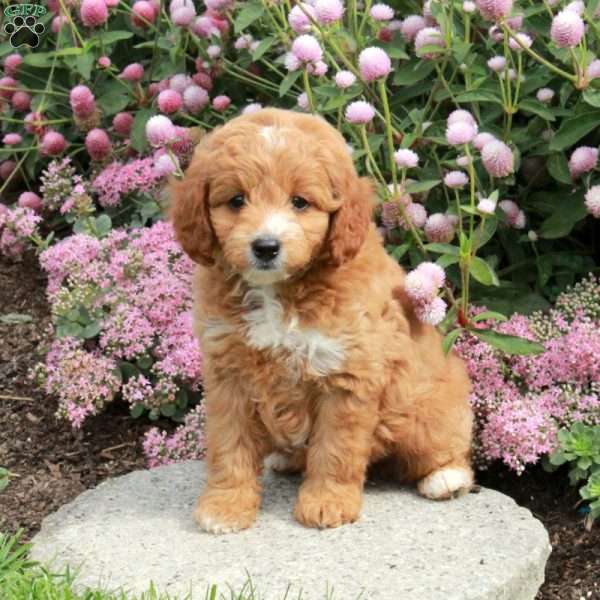 Hopper, Cavapoo Puppy