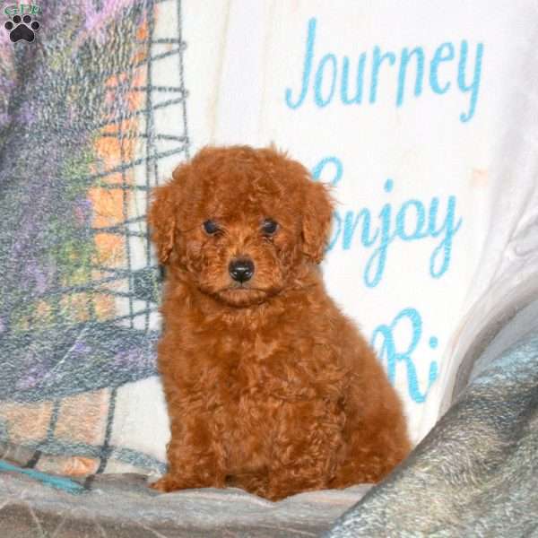 Hudson, Miniature Poodle Puppy