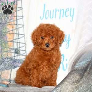 Hudson, Miniature Poodle Puppy