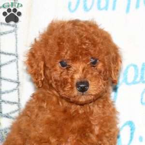 Hudson, Miniature Poodle Puppy