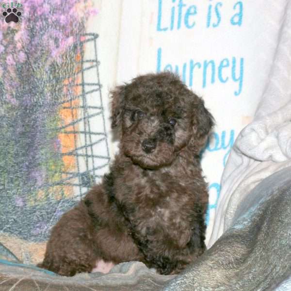 Hugo, Miniature Poodle Puppy