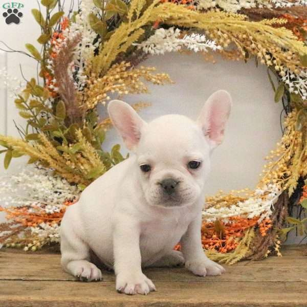 Hugo, French Bulldog Puppy