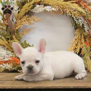 Hugo, French Bulldog Puppy