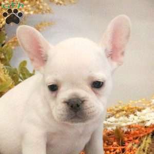 Hugo, French Bulldog Puppy