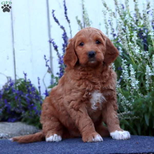 Hugo, Goldendoodle Puppy