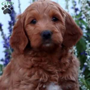Hugo, Goldendoodle Puppy