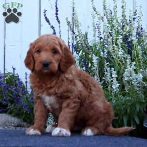 Hugo, Goldendoodle Puppy