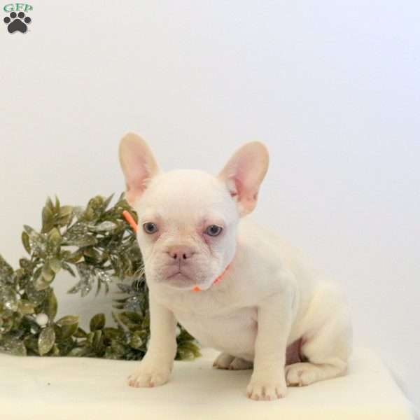 Hugs, French Bulldog Puppy