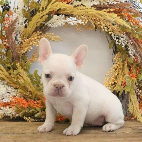 Hugs, French Bulldog Puppy