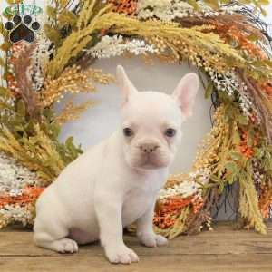 Hugs, French Bulldog Puppy