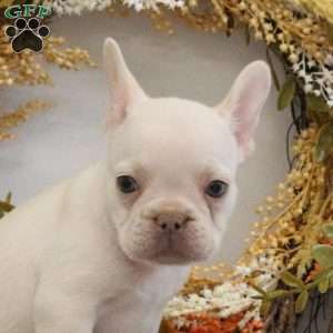 Hugs, French Bulldog Puppy