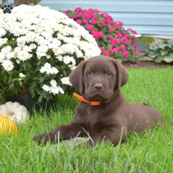 Hunter, Chocolate Labrador Retriever Puppy