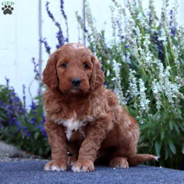 Hunter, Goldendoodle Puppy