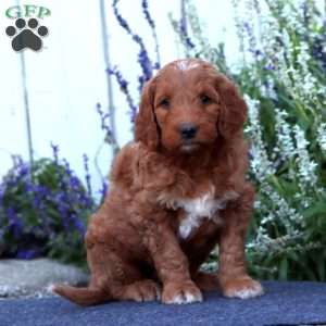 Hunter, Goldendoodle Puppy