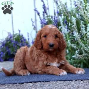 Hunter, Goldendoodle Puppy