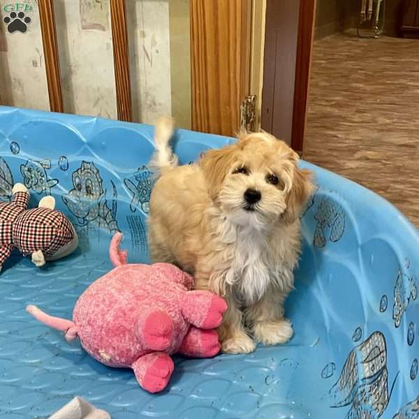 Ralph, Coton de Tulear Mix Puppy