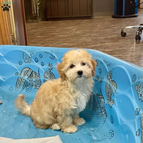 Ruthie, Coton de Tulear Mix Puppy