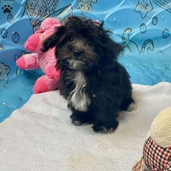 Raven, Coton de Tulear Mix Puppy