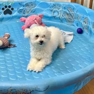 Lola, Bichon Frise Puppy