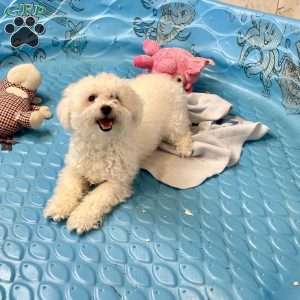 Jean, Bichon Frise Puppy