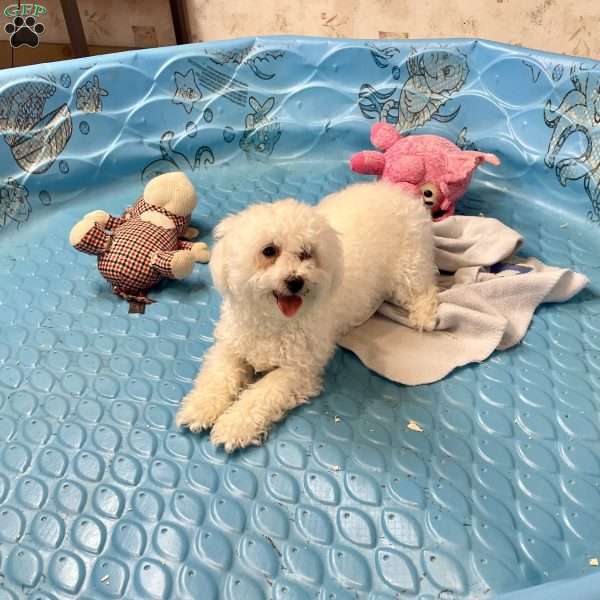 Lola, Bichon Frise Puppy