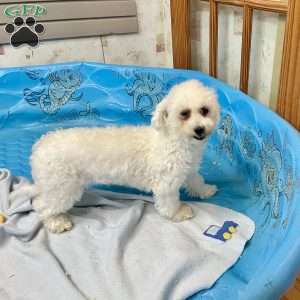 Jean, Bichon Frise Puppy