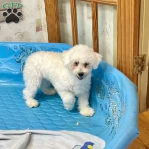 Jean, Bichon Frise Puppy