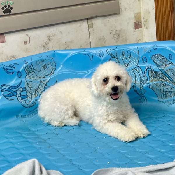 Jean, Bichon Frise Puppy