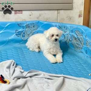 Jean, Bichon Frise Puppy