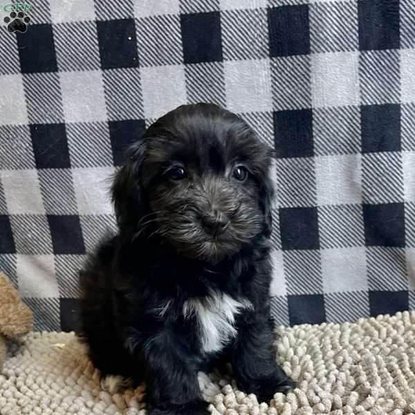 Ray, Coton de Tulear Mix Puppy