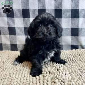 Ruby, Coton de Tulear Mix Puppy