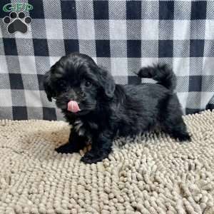 Ruby, Coton de Tulear Mix Puppy