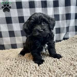Ruby, Coton de Tulear Mix Puppy